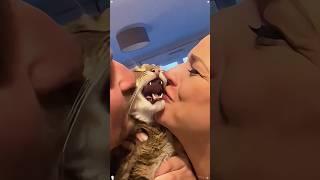 Kiss that cat #funny #mypet #funnyvideo #pets #animals #cat