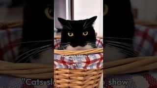 Why that face… #catsofyoutube #cat #sillycat