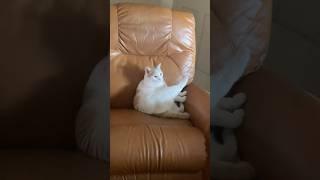Kitty ballerina #ballet #cat #développement develope #fondue #adagio #mozart #lacrimosa #drama #lol
