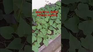 Beautiful Sweet Potato Plants sa garden    #shorts #enjoy #vegetables #shortvideo