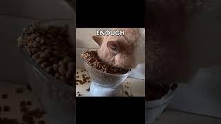 I WAS MADE FOR LOVIN' YOU - KISS CAT EDITION