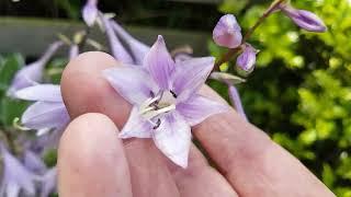 Dave and Jeanette's summer garden Mile End Lizard Cornwall 4 July 2025 Part 1