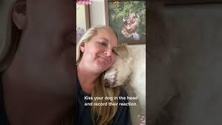 Love dogs kiss
