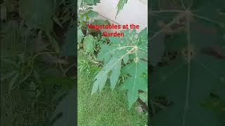 Beautiful Papaya Trees, Eggplant  and Leafy Vegetables  Petchay    #shorts #vegetables  #shortvideo
