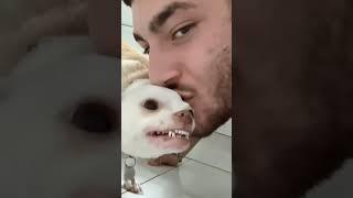What happens when you kiss a dog? #funny #anmals #funnypet #dog #Kiss the dog