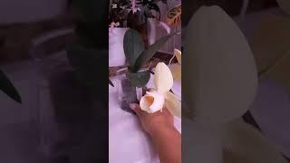 Phal. Jeanette Brandon peloric. First flowering #shorts #orhids  #orhid #peloric #flowers