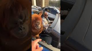 Sheikh chimp likes the supercars