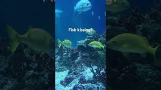 Fishes kissing? #Fish #Kiss  #Nature #aquarium