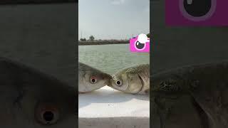 Fish kissing #fish #fishing #fishspecies #freshwaterfish #love #nature #kiss #goldenfish #fun #funny