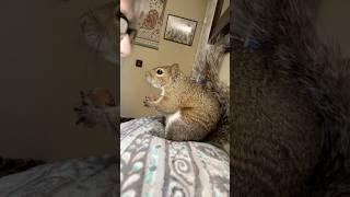 Squirrel Love #kiss #love #squirrel