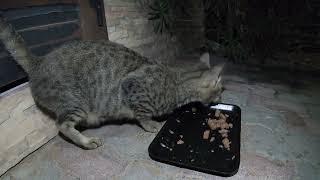 Homeless cat in Ras Al Khaimah, UAE: JANET JACKSON #cat #cats #JanetJackson #UAE #kitten #pets #pet