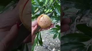 Split Red Guava #redguava