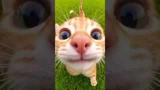 #kiss #cat #explosion #sorpresa