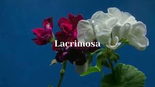 Lacrimosa - full of tears