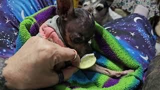 Bella's first taste of a lime reaction. 04/30/25