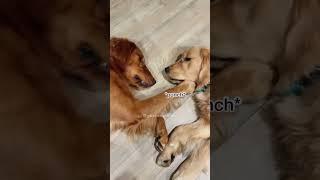 First Kiss Gone Wrong #dogreactions #goldenretriever #dogshorts #funnydog #puppyshorts