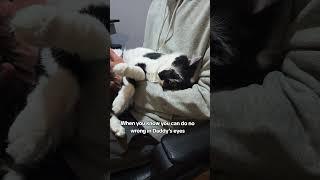oh she knows what she is doing #catvideos #babycat #catshorts #kitten