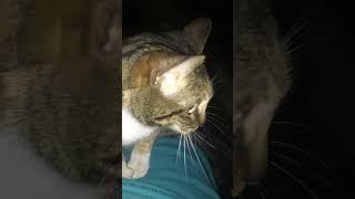 Janet Cassandra Needs a Home