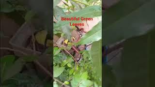 Beautiful Green Leaves with Rain Drops     #shorts #plants #enjoy #shortvideo