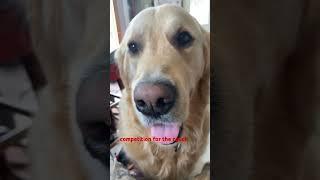 Glad I already had my seat on the couch! #dogs #cats #goldenretriever