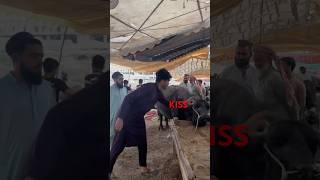 If you kiss the buffalo, I will give you 500 rupee