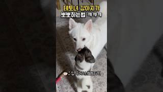 테토녀 강아지가 뽀뽀하는법 ㅋㅋㅋ #shorts