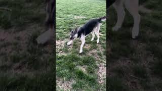 Arya is having fun outside #dog #dogs #siberianhusky #husky #germanshepherd #dogshorts
