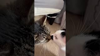 Chu #kiss #cat #kitten #love #cute #pets #shorts #shortsfeed #shortvideo #kisses #tabbycat #trending