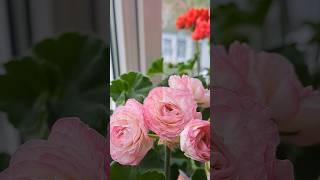 Пеларгонія Kvarnlyckans Anna-Jeanette