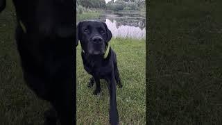 bisou #bisous #animaux #animal #labrador #chien #rire #kawaii #love #kiss #amour #bonjour #cute #bg