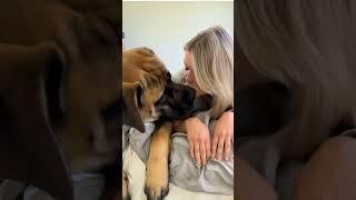 #dogsoftiktok  #dogsmating #dogshowling #dogscrying #dogkiss #dogsofinstagram #dogkisses #kiss