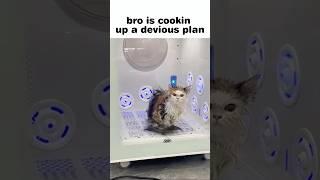 Do not let bro out.