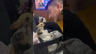 Chihuahua Keeps Lifting His Head So Owner Can Kiss His Neck Repeatedly